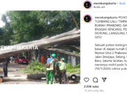 Pohon Beringin Dekat Rumah Prabowo Tumbang, Ganjar Bilang Tidak Kencang, Netizen: Alam Pun Tak Merestui