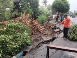 Timpa Rumah di Ponorogo, Terjangan Hujan Angin Tumbangkan Pohon Peneduh