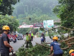 Jalur Tujuan Wisata Telaga Sarangan Tersendat, Ada Mobil Tertimpa Pohon Ambruk