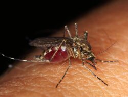 Serangan DBD Kedua Lebih Berbahaya, Waspada di Musim Hujan