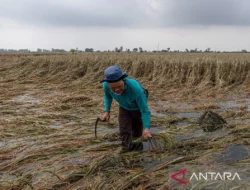 Puluhan Hektar Lahan Pertanian di Jawa Tengah Terendam Banjir