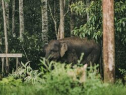 Badak dan Gajah Kian Terisolir Akibat Deforestasi Masif