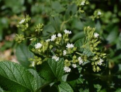 Tingkatkan Daya Tahan Tubuh Dengan Konsumsi Daun Stevia