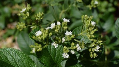 Tingkatkan Daya Tahan Tubuh Dengan Konsumsi Daun Stevia