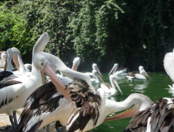 Puluhan Ribu Orang Padati Ragunan di Hari Ketiga Lebaran