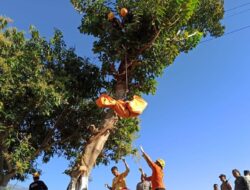 Seorang Pria Tewas Tergantung di Pohon, Diduga Tersengat Kabel Listrik PLN Saat Mencari Pakan Hewan