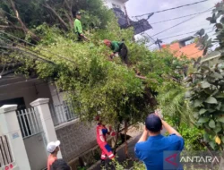Distamhut Tanggung Biaya Kerugian dan Pengobatan Akibat Pohon Tumbang di Lahan Pemprov DKI