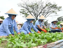 Lanud Husein Sastranegara Produksi Sayuran Bergizi untuk Program Makanan Gratis
